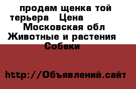 продам щенка той терьера › Цена ­ 10 000 - Московская обл. Животные и растения » Собаки   